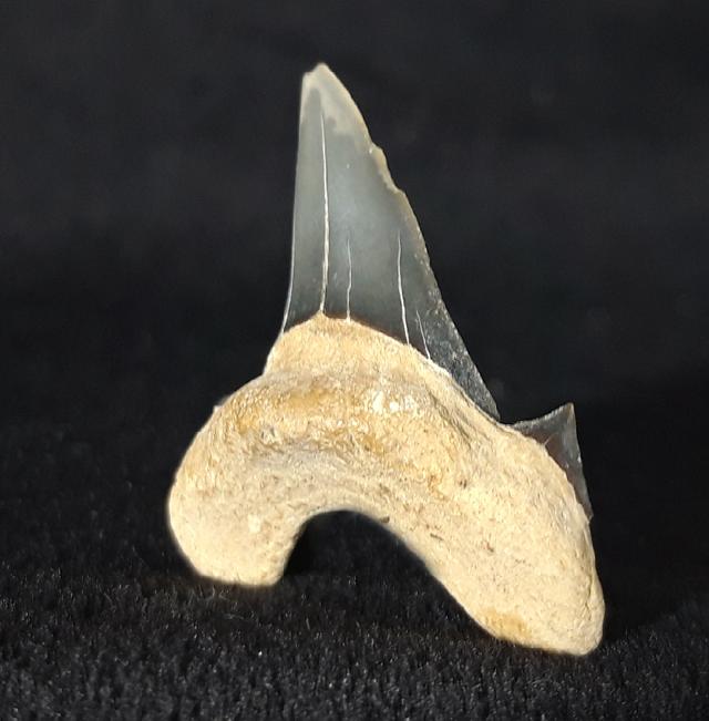 Cretalamna borealis (PRIEM 1897) - Bild &copy; FossNet FossilienStore